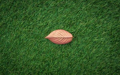 Zaaien, zoden of kunstgras, welke tuin past jou het best?